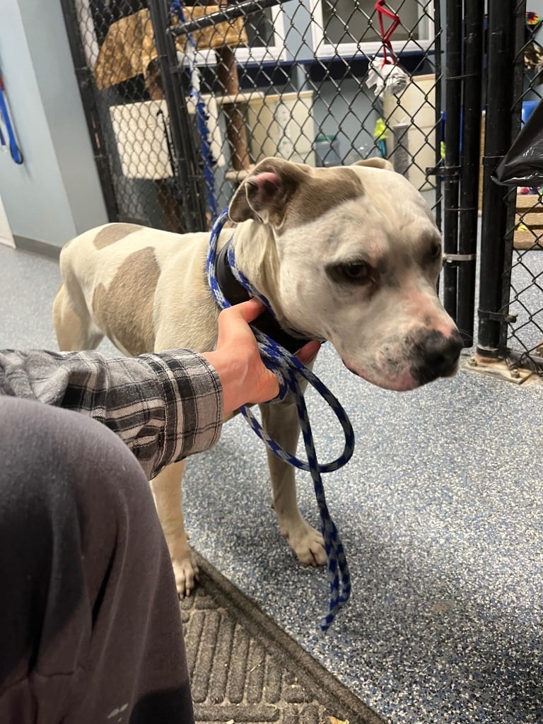 Photo of Hancho, adoptable Mixed Breed in Brazil, Indiana