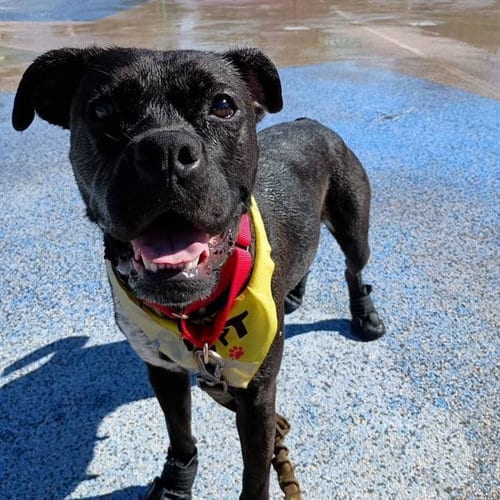 Photo of Silly Milly, adoptable Boxer in Las Vegas, Nevada