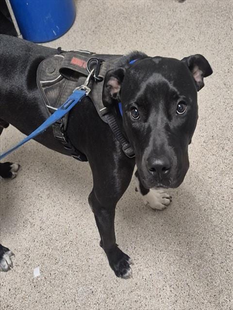 Photo of Rocky, adoptable Pit Bull Terrier in Bakersfield, California