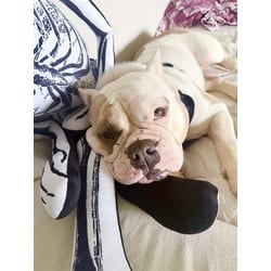 Photo of Darling, adoptable American Bulldog in Land O'Lakes, Florida