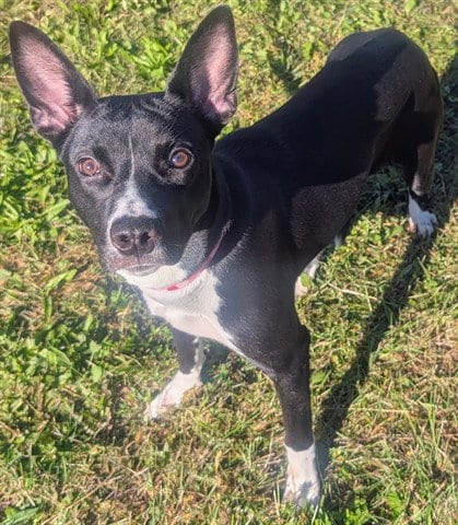 Photo of Sun Flower, adoptable Toy Fox Terrier in Akron, Ohio