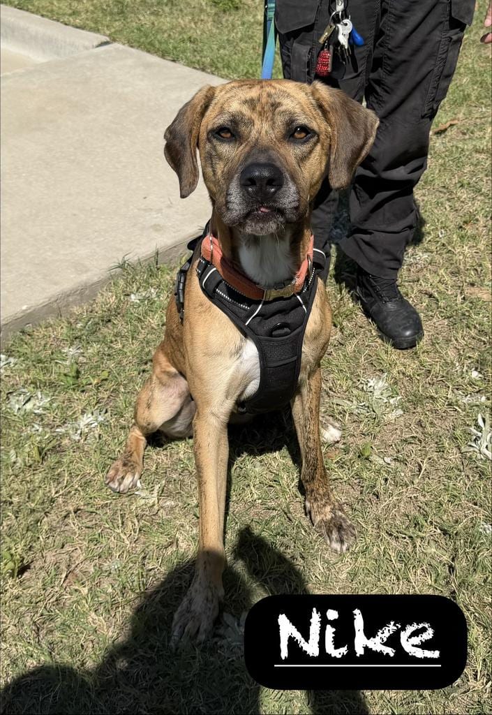 Photo of Nike, adoptable Boxer in Maumelle, Arkansas