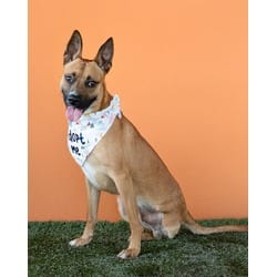 Photo of Tango, adoptable Belgian Malinois in Doral, Florida
