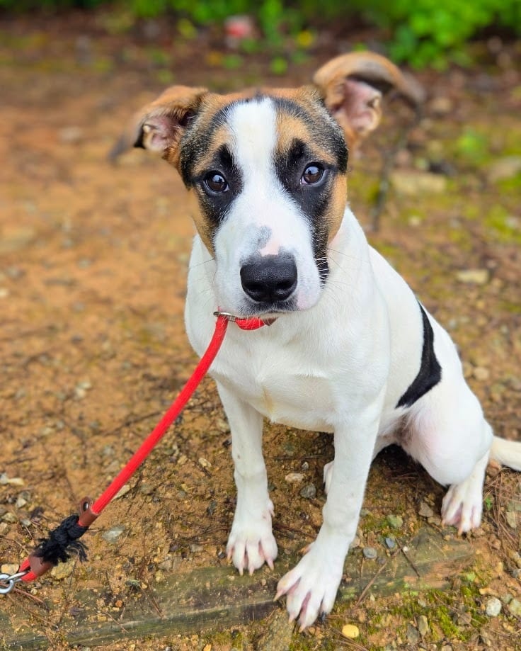 Photo of Lakota, adoptable Mixed Breed in Douglasville, Georgia