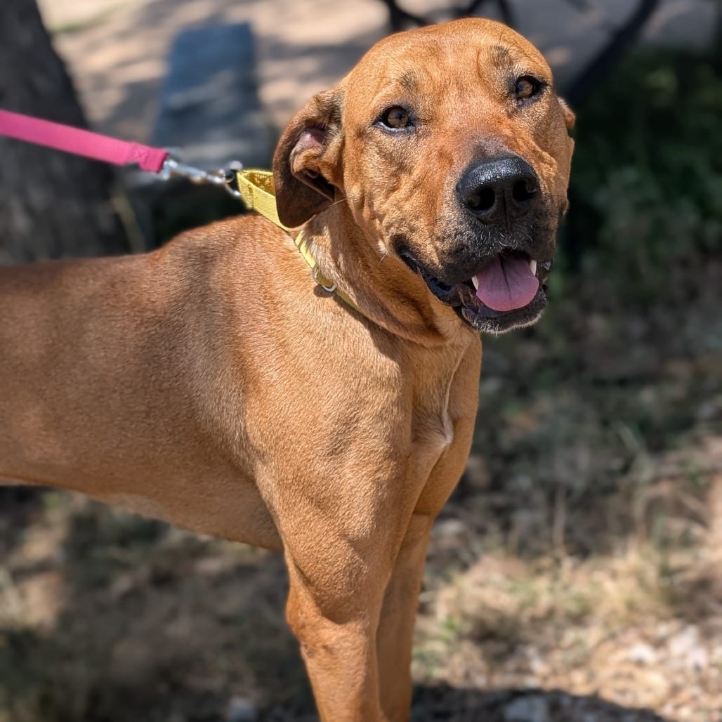 Photo of Libby, adoptable Black Mouth Cur / Mixed Breed (Large) in Houston, Texas