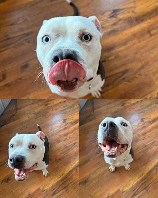 Photo of Susanna, adoptable Pit Bull Terrier in Kent, Washington