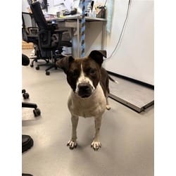 Photo of Patches, adoptable Mixed Breed (Medium) in New Castle, Delaware