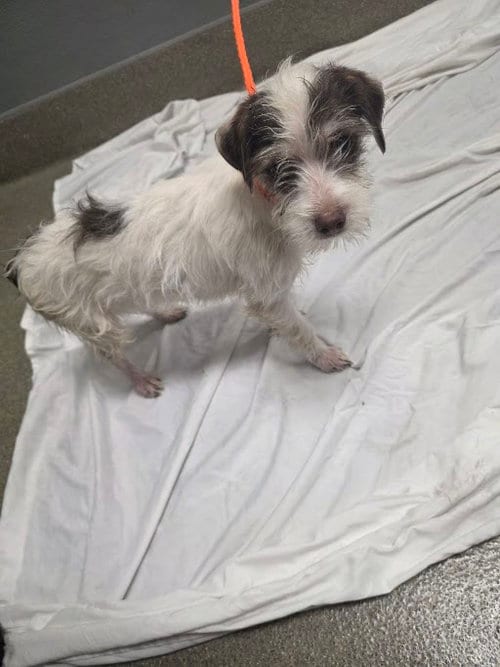 Photo of Minnie, adoptable Terrier in Las Vegas, Nevada