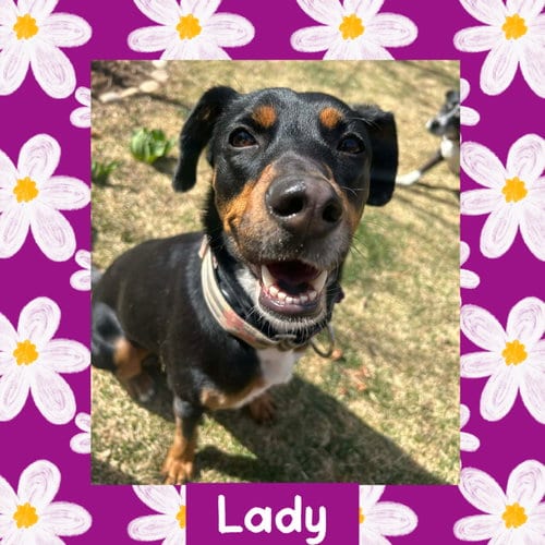 Photo of Lady, adoptable Australian Kelpie in Littleton, Colorado