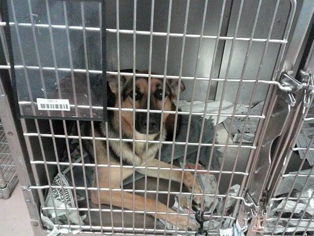 Photo of Gidget, adoptable German Shepherd Dog in Chicago, Illinois