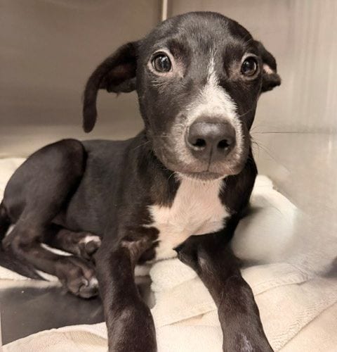Photo of Jason, adoptable Unknown breed in Rancho Santa Fe, California