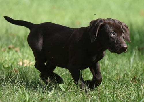 Photo of Fuzz, adoptable Chocolate Labrador Retriever in Mechanicsburg, Pennsylvania
