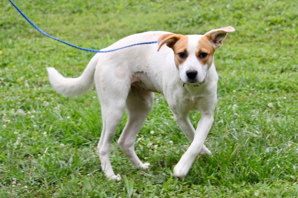 Photo of Aster, adoptable Mixed Breed in Brazil, Indiana