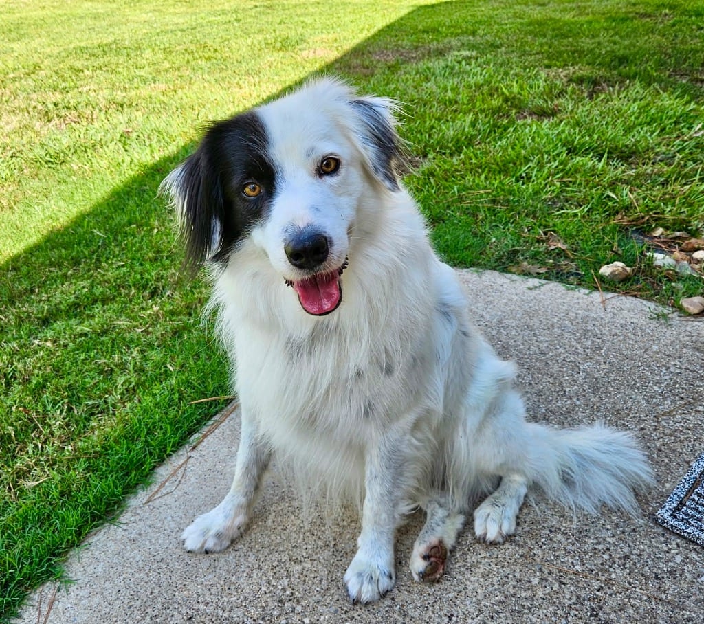 Photo of Leonidas, adoptable Border Collie in Texas