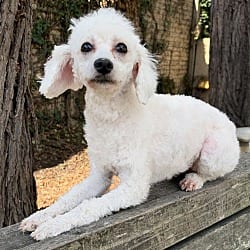 Photo of Flurry, adoptable Maltese in Oakland, California