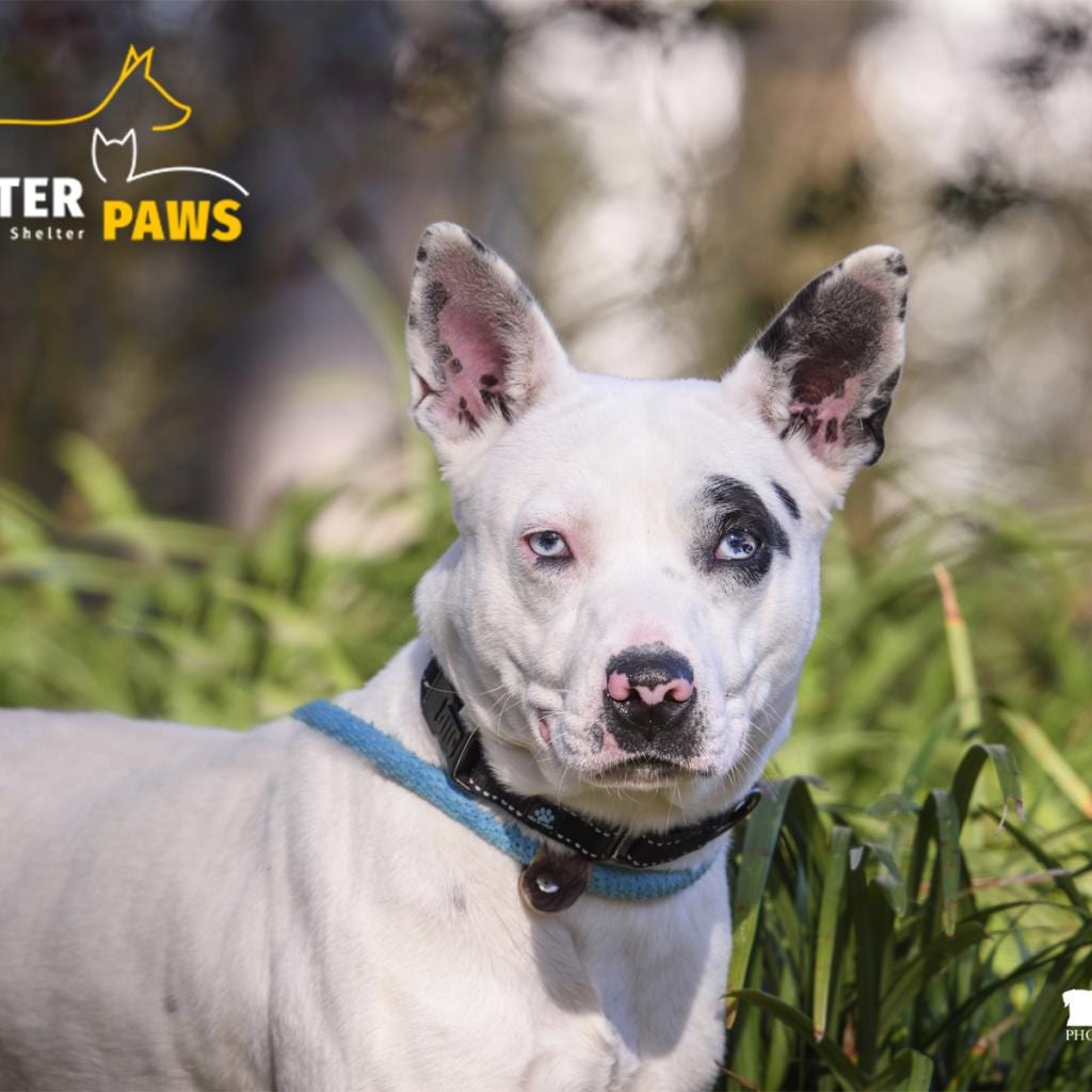 Photo of Maybelline, adoptable Terrier in Summerville, South Carolina