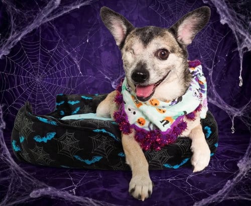 Photo of Olive, adoptable Chihuahua in Phoenix, Arizona