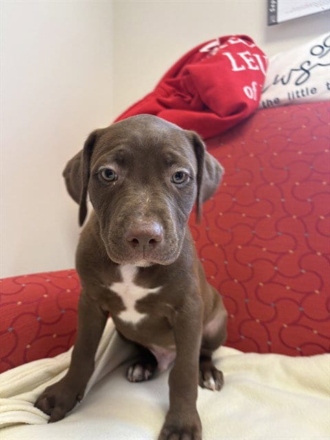 Photo of Tanner, adoptable Staffordshire Bull Terrier in Brewster, Massachusetts