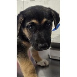 Photo of Cider, adoptable German Shepherd Dog in San Bernardino, California