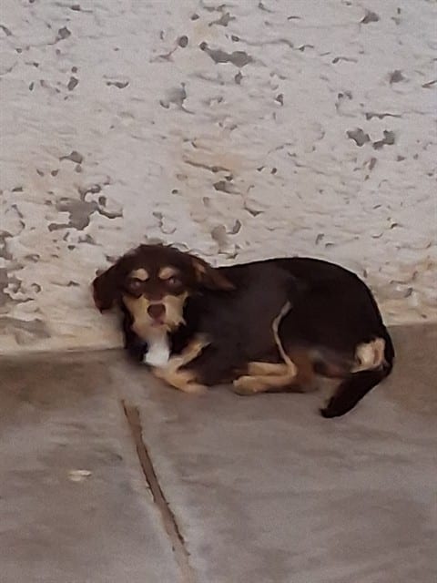 Photo of Husky, adoptable dog