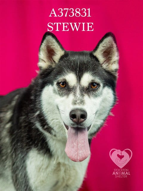 Photo of Stewie, adoptable Siberian Husky in Stockton, California