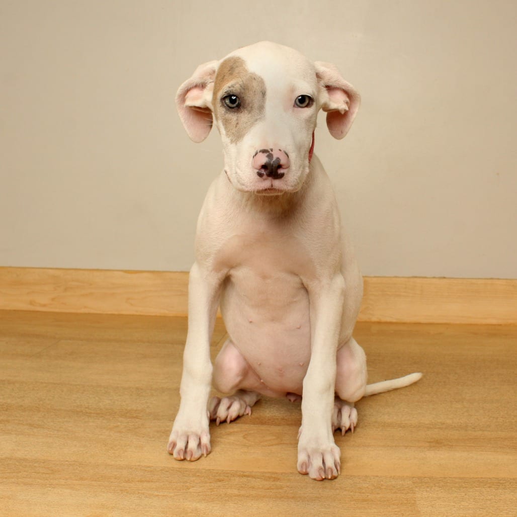 Photo of Roni D71251, adoptable Catahoula Leopard Dog / Hound in Minnesota, Minnesota