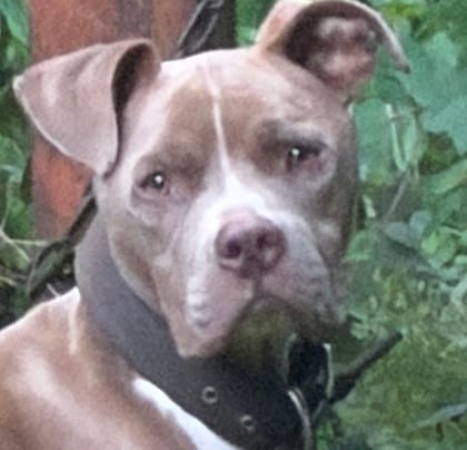 Photo of Kimbo, adoptable dog in Atlanta, Georgia