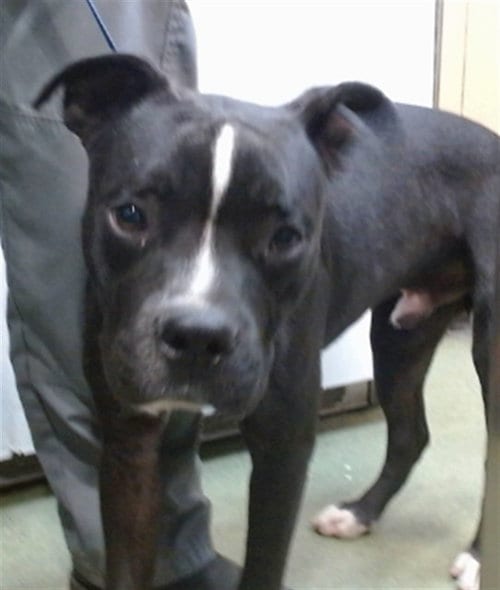 Photo of Dwaine, adoptable Pit Bull Terrier in San Bernardino, California