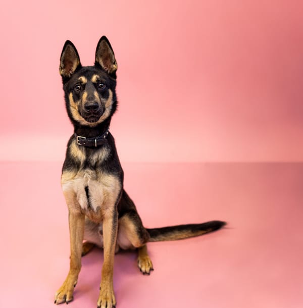 Photo of Ic-10 Midnight, adoptable German Shepherd cross in Lawrenceville, Georgia