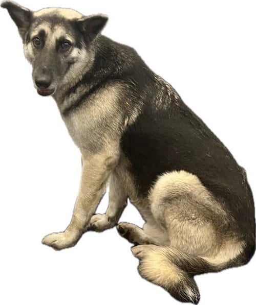 Photo of Toby, adoptable German Shepherd Dog in Dallas, Texas