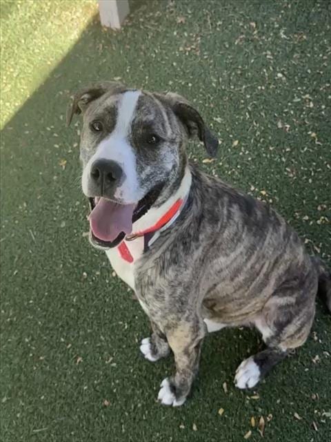 Photo of Yancey, adoptable Pit Bull Terrier in Lancaster, California