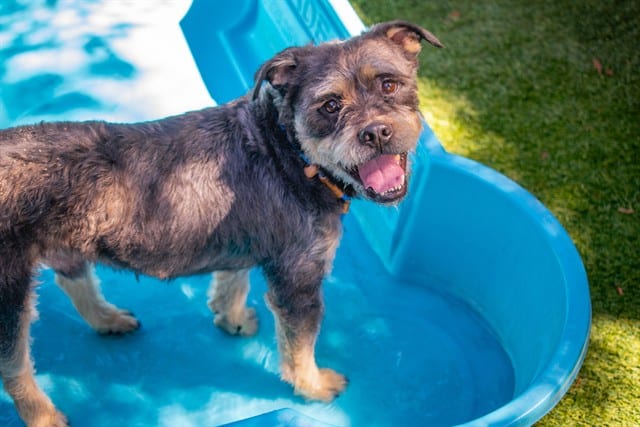 Photo of Puffle, adoptable Schnauzer - Giant mix in San José, California