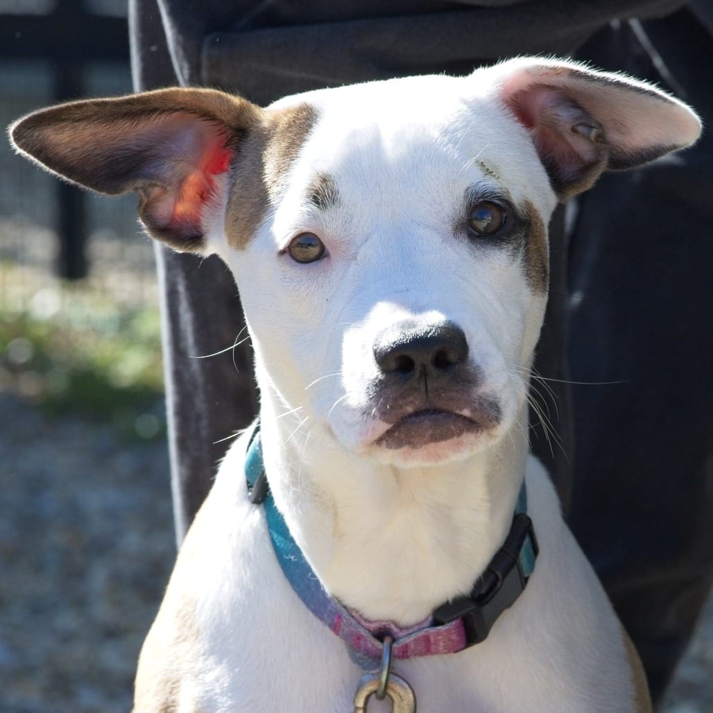 Photo of Trail, adoptable Terrier, American Pit Bull / Mix in South Elgin, Illinois