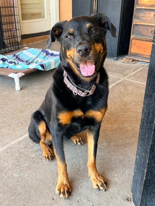 Photo of Dolce, adoptable Rottweiler in Gilbert, Arizona