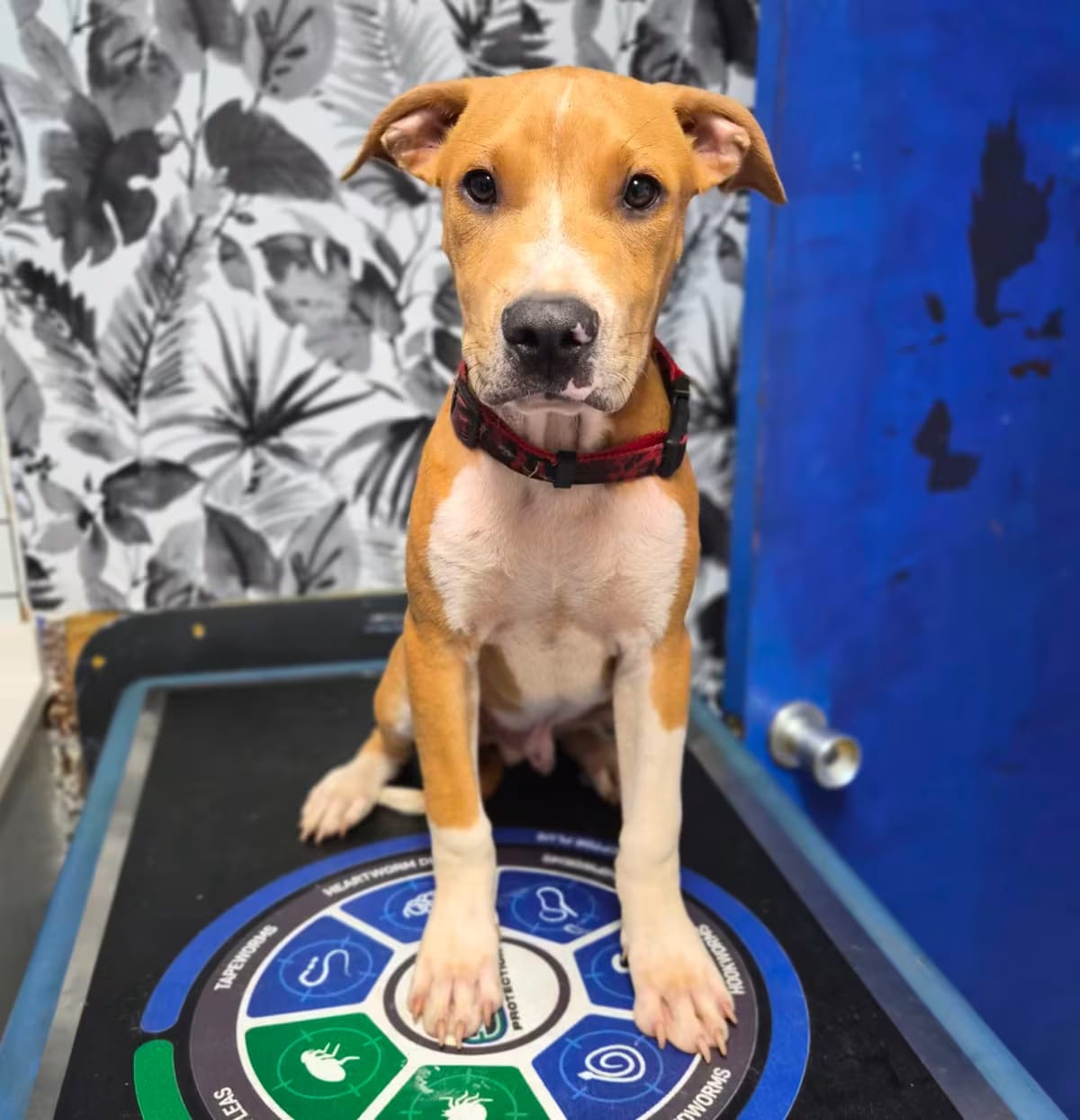 Photo of Zenjamin, adoptable Rhodesian Ridgeback/Labrador Retriever in Wahiawa, Hawaii