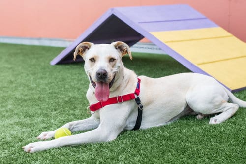 Photo of Denali, adoptable Labrador Retriever in Burlingame, California