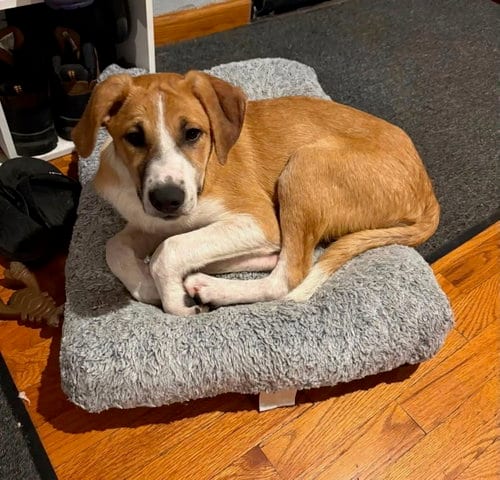 Photo of Lightening, adoptable Anatolian Shepherd in Mattoon, Illinois