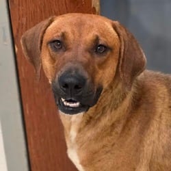 Photo of Bisbee, adoptable Hound (Unknown Type) in Chatham, Virginia