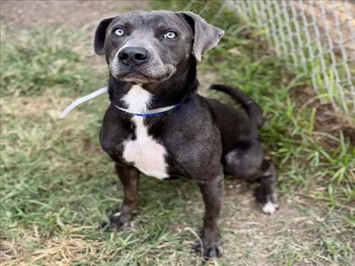 Photo of Miguel, adoptable Labrador Retriever in Houston, Texas