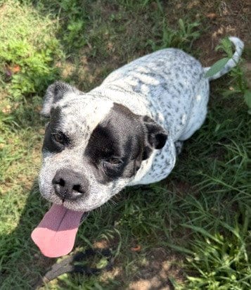 Photo of Frank, adoptable Pit Bull Terrier in Carrollton, Georgia