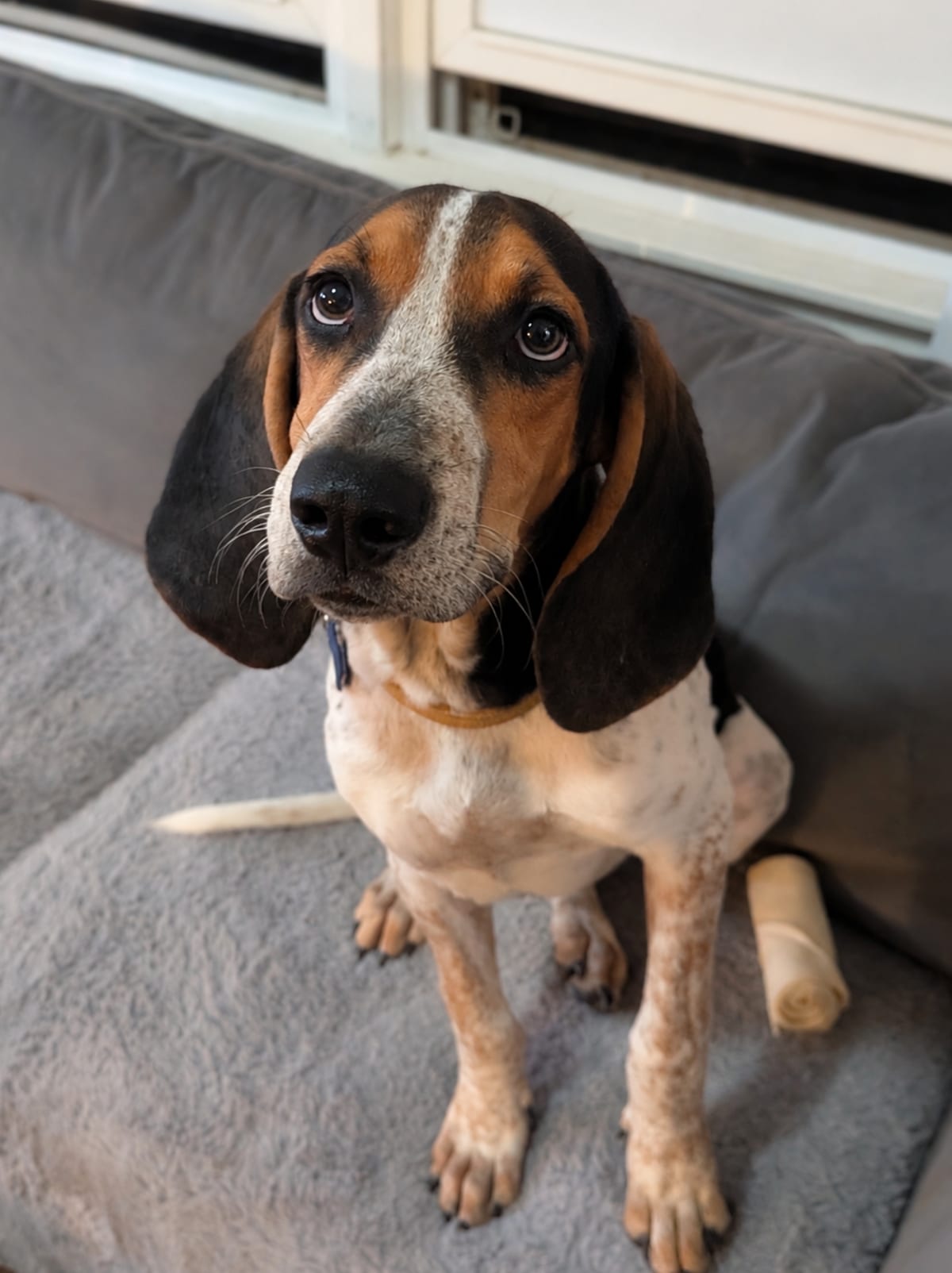 Photo of Jason Voorhees, adoptable Treeing Walker Coonhound in Tulsa, Oklahoma