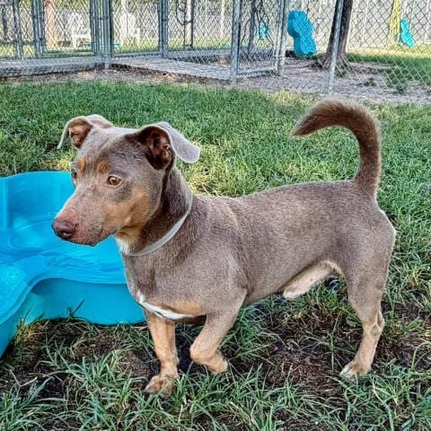 Photo of Happy, adoptable Labrador Retriever in Conroe, Texas