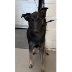 Photo of Aries, adoptable German Shepherd Dog in San Bernardino, California