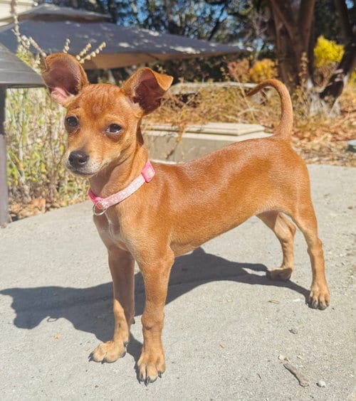 Photo of Pippa, adoptable Chihuahua in Sunnyvale, California