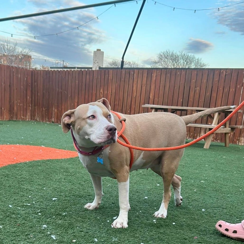 Photo of Poochella, adoptable Mixed Breed (Medium) in St. Louis, Missouri