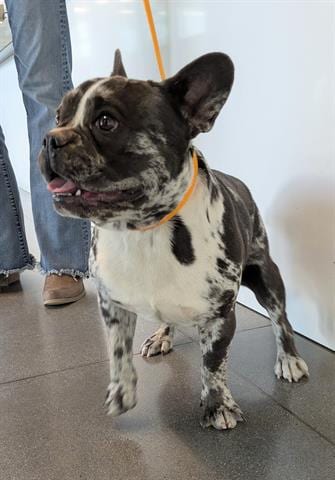 Photo of Patches, adoptable French Bulldog in San Martin, California