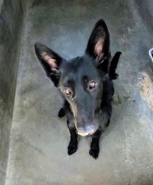 Photo of Ashley, adoptable German Shepherd Dog in Los Angeles, California