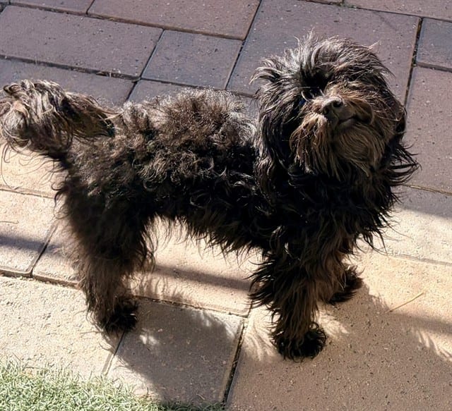 Photo of Nemo, adoptable Shih Tzu in Salinas, California
