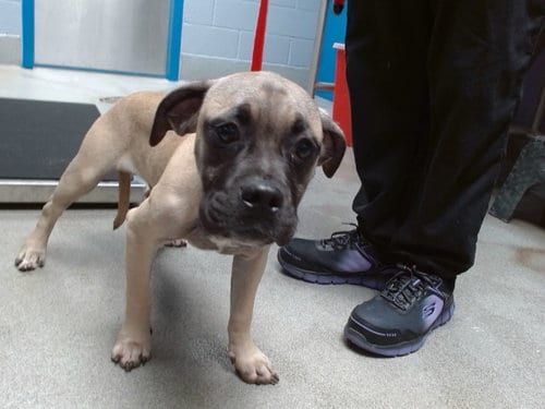 Photo of Bert, adoptable Boxer in Albuquerque, New Mexico