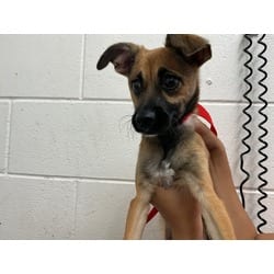 Photo of Courage, adoptable Chihuahua in San Bernardino, California